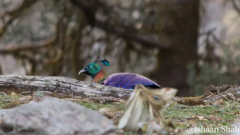Himalayan Monal - State bird of Uttarakhand