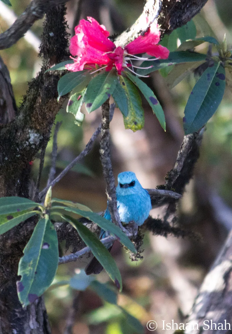 Verditer Flycatcher