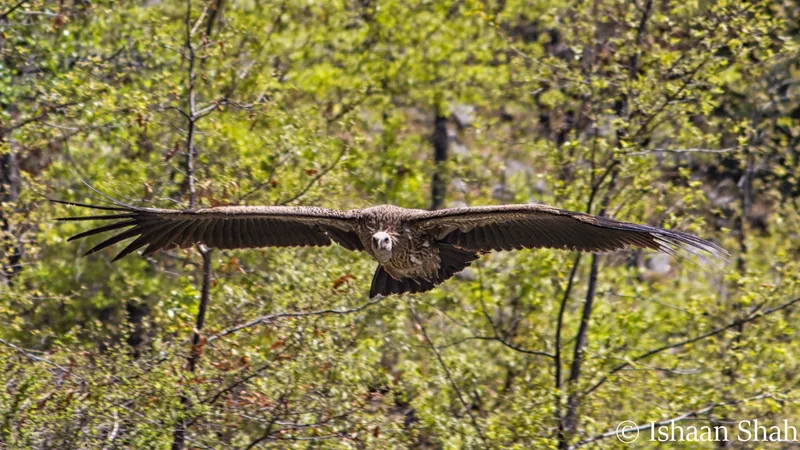 Himalayan Griffon