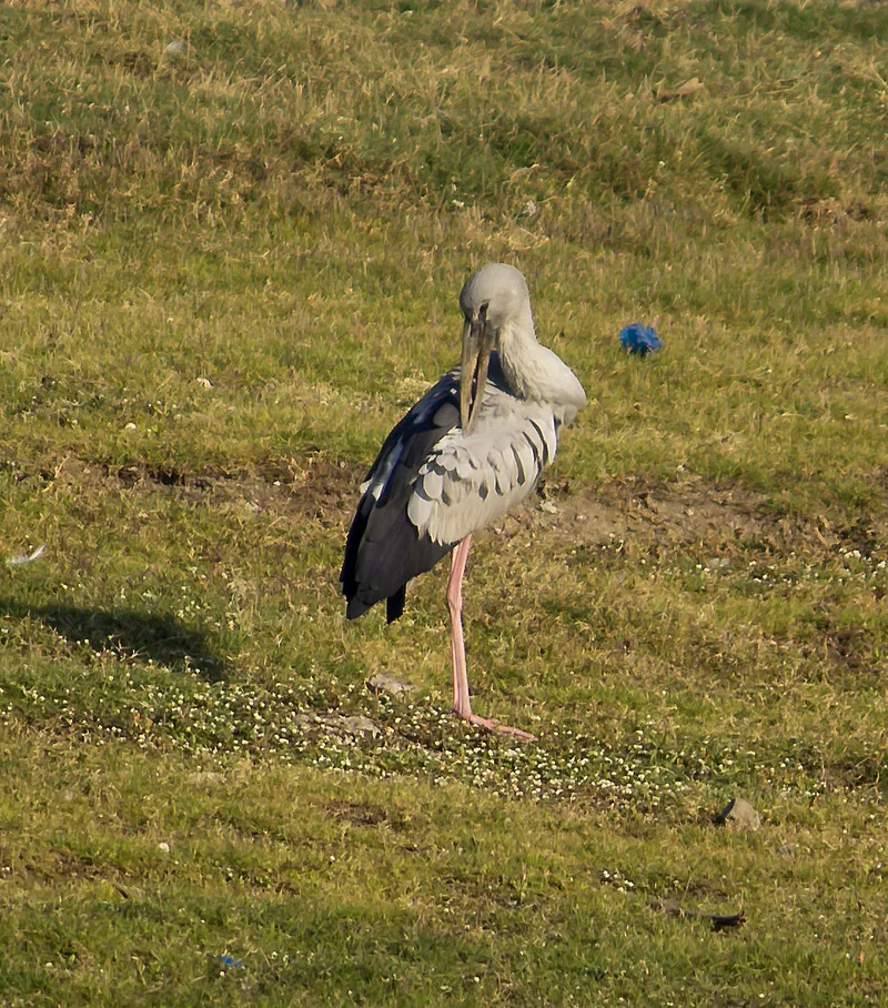 Open-billed Stork