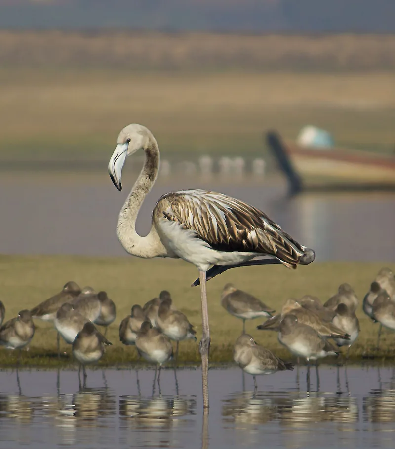 Baby Greater Flamingo
