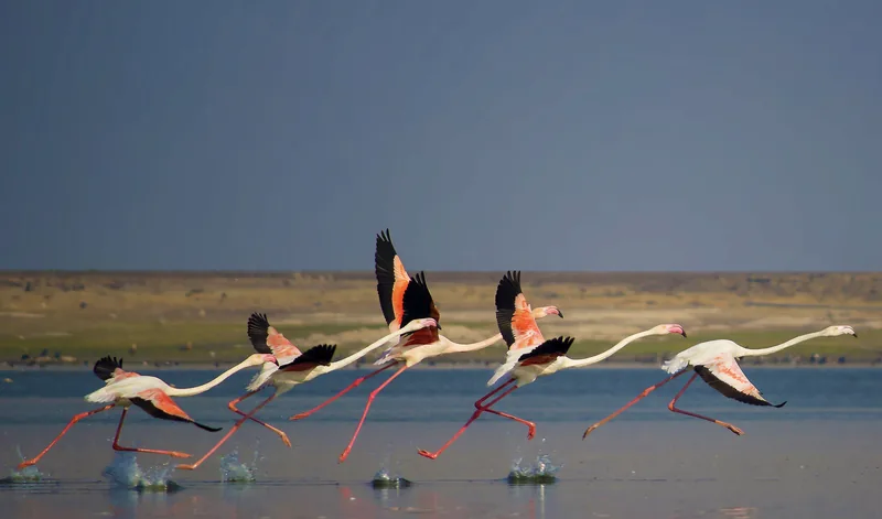 Greater Flamingo