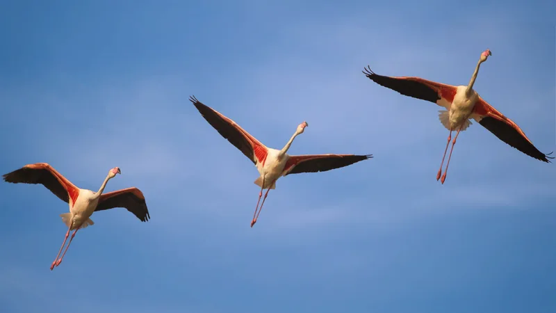 Greater Flamingo