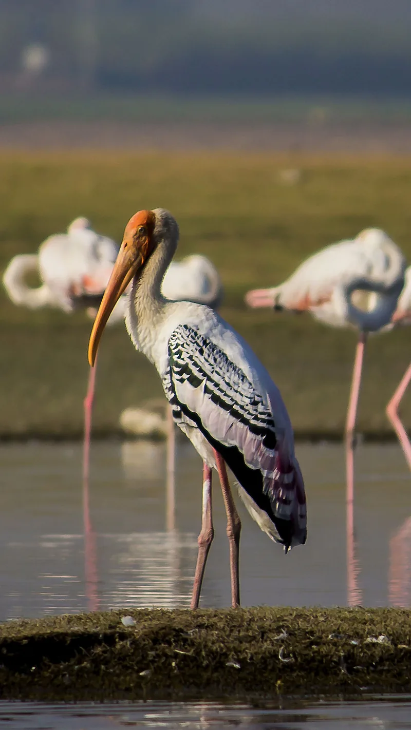 Painted Stork