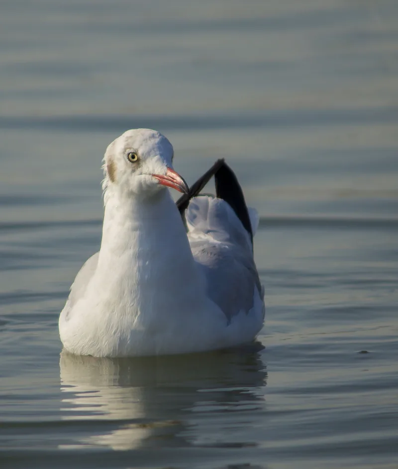 Seagull