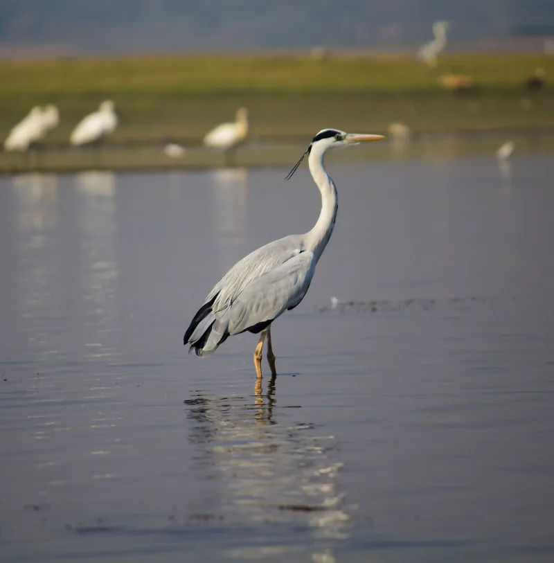 Grey Heron