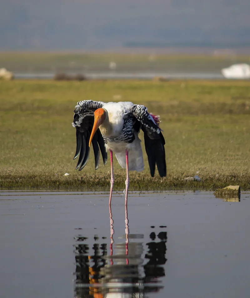 Painted Stork