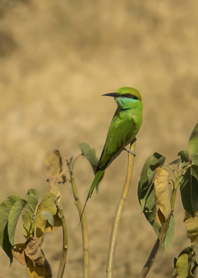 Green Bea-eater