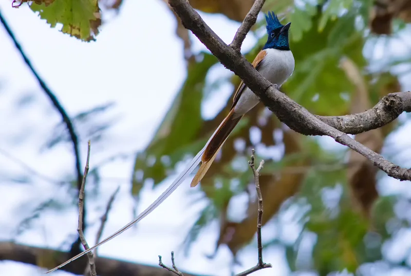 Sinhagad Bird Valley