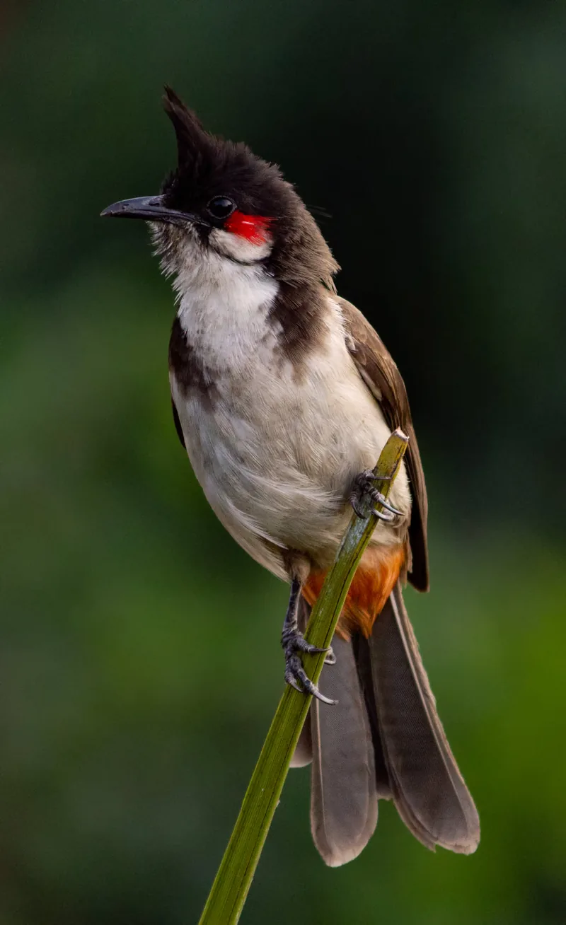 Red-Vented Bulbul