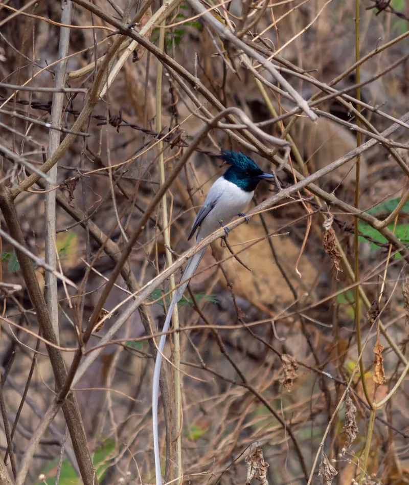 Asian Paradise Flycatcher