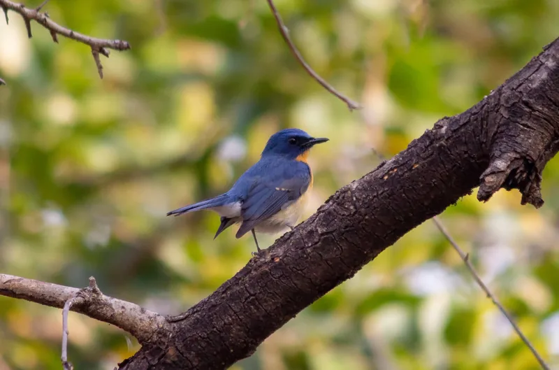 Tickell's Blue Flycatcher