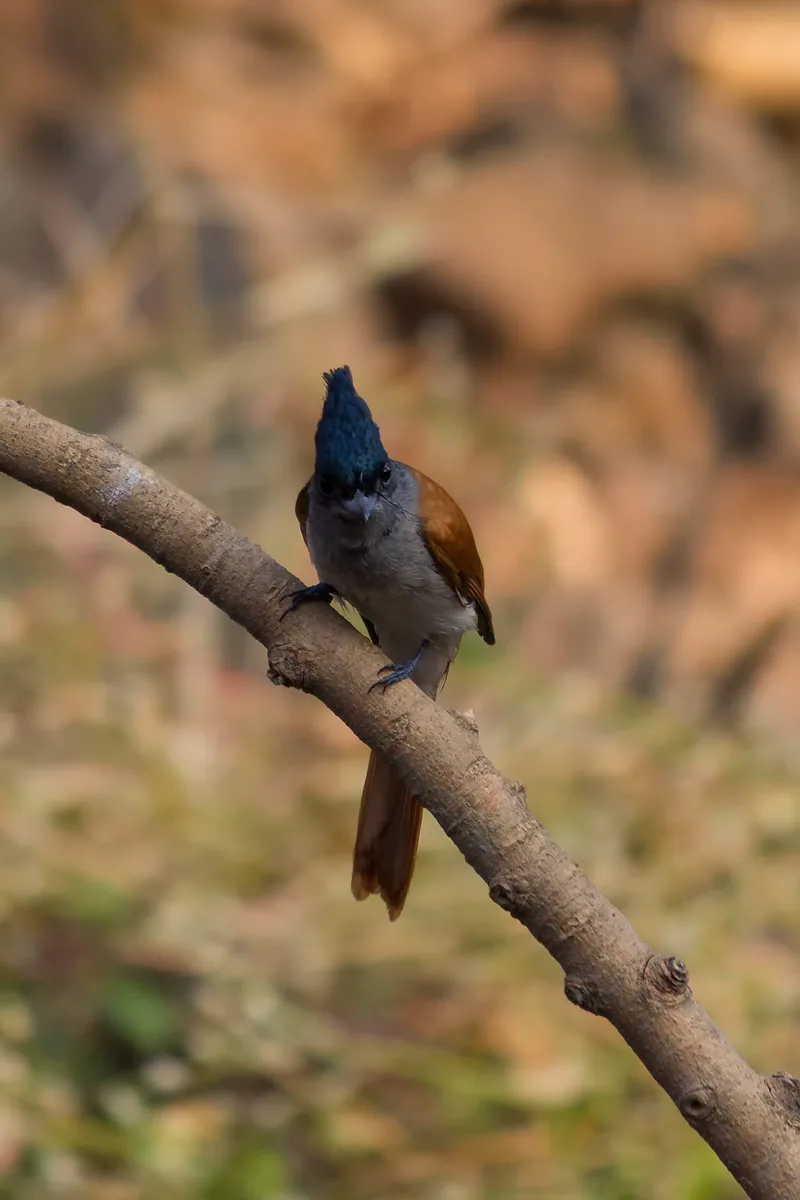 Asian Paradise Flycatcher
