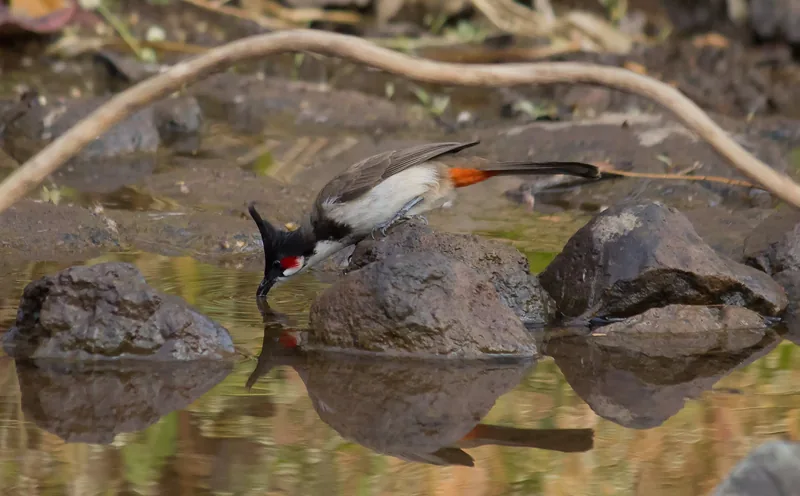 Red-Vented Bulbul