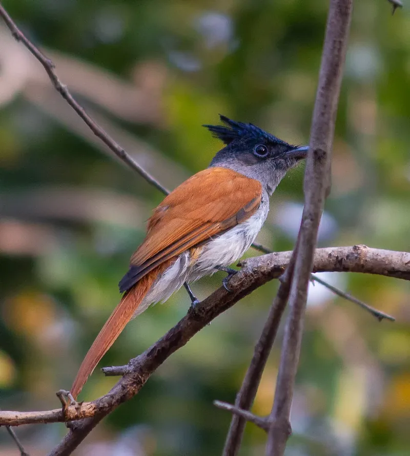 Asian Paradise Flycatcher